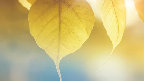 ヒーリングエネルギーで波動を上げる